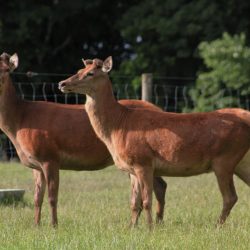3yr old forrester stags