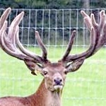 4 Year Broadband Head