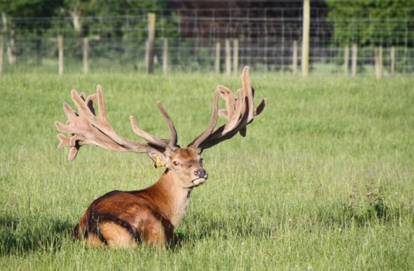 Big Ben at 6 yrs (2) Big Ben at 6 yrs (2)