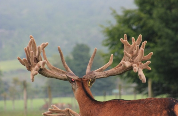 Big Ben at 6 yrs (3) Big Ben at 6 yrs (3)