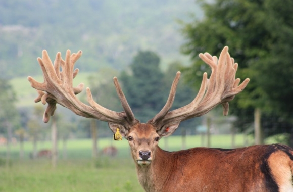 Big Ben at 6 yrs Big Ben at 6 yrs