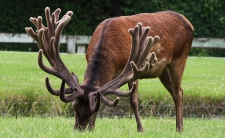 Blandswood at 6 years