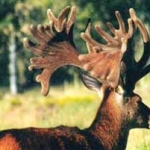 Forest King at 7 yrs