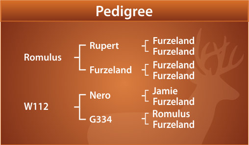 Ryan Pedigree