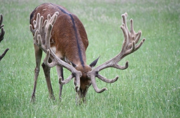 big ben at 4 yrs big ben at 4 yrs