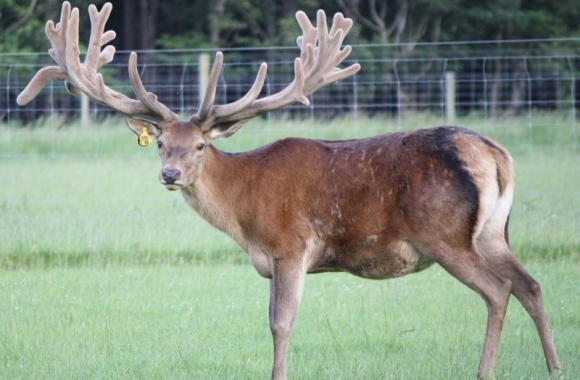 big ben at 5 yrs big ben at 5 yrs