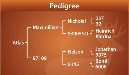 Atlas Pedigree