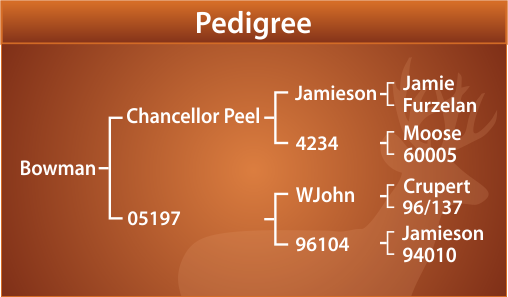 Bowman Pedigree 2