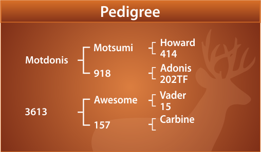 General Peel Pedigree