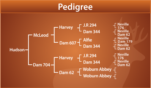 Hudson Pedigree