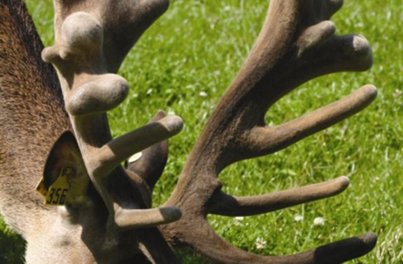 Hudson at 3yrs (2) (Small) Hudson at 3yrs (2) (Small)