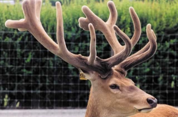 James at 4 years James at 4 years