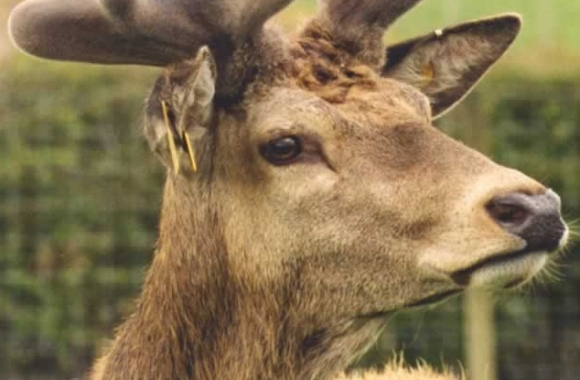 James in early velvet James in early velvet