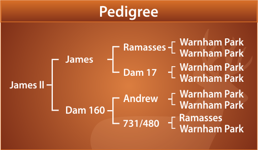 James ll Pedigree