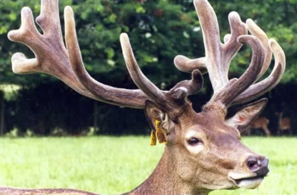 James ll at 2 years James ll at 2 years