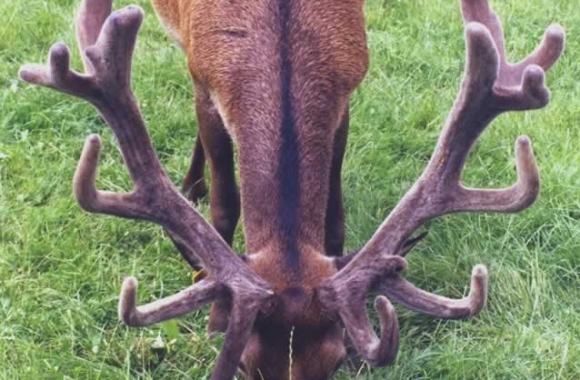 James ll at 2 yrs James ll at 2 yrs