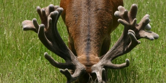 McLeod at 12yrs_1 (1)