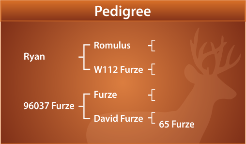 Rob Roy Pedigree