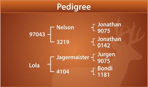 Strauss Pedigree