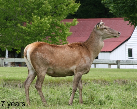 Strauss at 7 years Strauss at 7 years