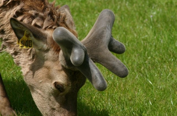 Walton at 4yrs_1 Walton at 4yrs_1