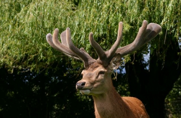 Walton at 4yrs_1_1 Walton at 4yrs_1_1