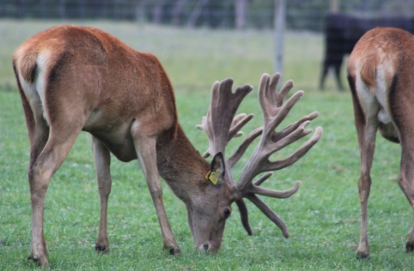bowman progeny - 2yr old (2)
