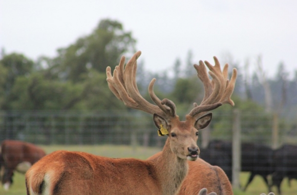 bowman progeny - 2yr old (3)