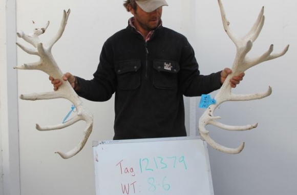 bowman progeny - 2yr old (4)