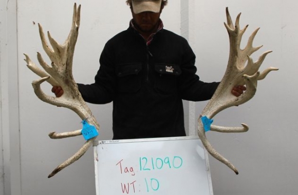 bowman progeny - 2yr old