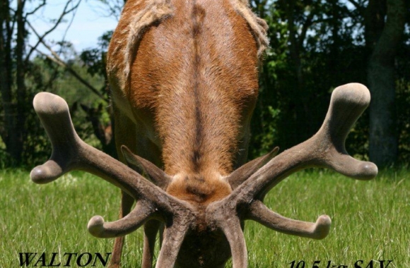 walton1_at__5yrs walton1_at__5yrs