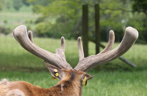 walton_at_6_yrs walton_at_6_yrs