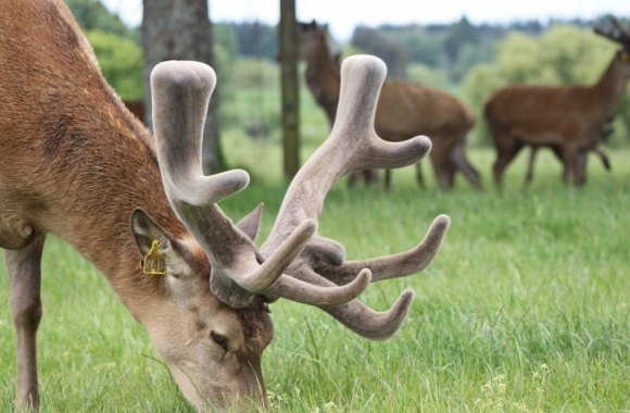 walton_at_6yrs walton_at_6yrs